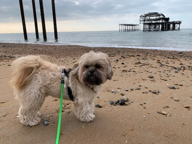 A dog on Brighton beach near the West Pier